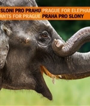 SLONI PRO PRAHU-PRAHA PRO SLONY