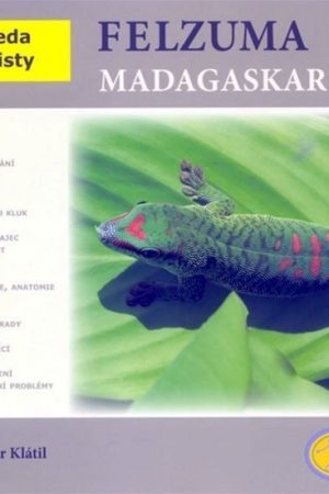 Felsuma madagaskarská - Abeceda teraristy