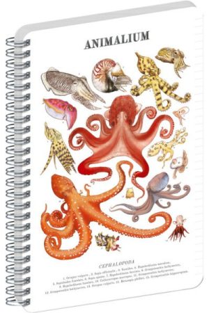 Spirálový blok Animalium - Hlavonožci, linkovaný, A4