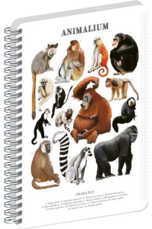 Spirálový blok Animalium - Primáti, čtverečkovaný, A4