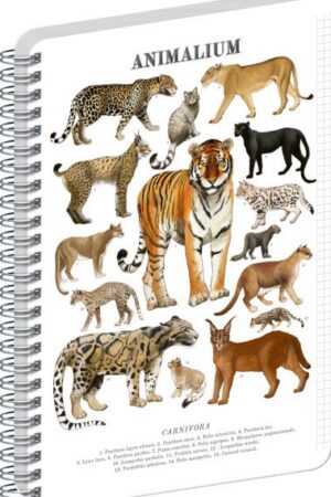 Spirálový blok Animalium - Kočkovité šelmy, čtverečkovaný, A4